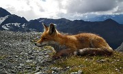 36 Ci accoglie la volpe di casa al rifugio